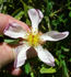 NESXHER rose photo