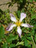 NESXHER rose photo