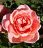 GOBXJO rose photo