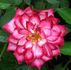Circus Clown rose photo