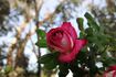 Florescent Fuschia rose photo