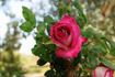 Florescent Fuschia rose photo