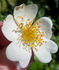 <i>Rosa tunquinensis</i> Crépin rose photo
