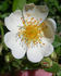 <i>Rosa tunquinensis</i> Crépin rose photo