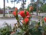 Orange ™ Kordana ® rose photo