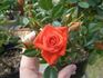 Orange ™ Kordana ® rose photo