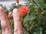 Orange ™ Kordana ® rose photo