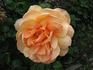 Gold Glow Bronze Sport rose photo