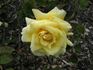 Madame Chiang Kai-shek rose photo
