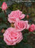 Ramira ® rose photo