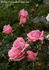 Ramira ® rose photo