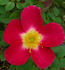 Star Delight rose photo