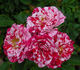 Jolly Cupido rose photo