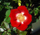 Hoot Owl rose photo