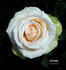 Lod. Lavki rose photo