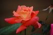 Wandering Minstrel rose photo