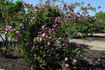 Theano rose photo