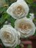Faith Whittlesey ™ rose photo