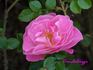 Condoleezza rose photo
