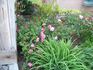 Condoleezza rose photo