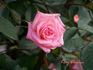 Kay Denise rose photo