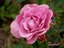 Sachet ™ rose photo