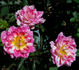 Charlie Brown ™ rose photo