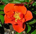 Halo Today rose photo