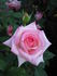 Foolish Pleasure ™ rose photo