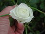 Bride's White rose photo