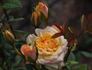 Maya Kordana ® rose photo
