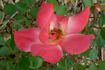 San Gabriel rose photo