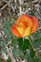 San Gabriel rose photo