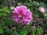 Renoncule rose photo