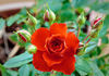 Orange Meillandina, Cl. rose photo