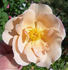 Twilight Mist rose photo