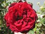 Black Garnet rose photo