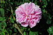 Madame Soupert rose photo