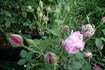 Catherine II rose photo