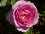 Serenissima rose photo
