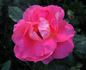 Prairie Sunset rose photo