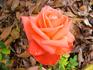 Malicorne ® rose photo