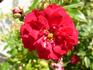 Fairy Dance ® rose photo