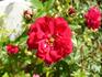 Fairy Dance ® rose photo