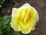 Dune rose photo