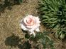 Gerda Hnatyshyn rose photo