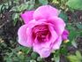 Violaine rose photo