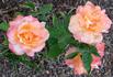 Grand Impression rose photo
