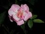 Amelia Fleming rose photo