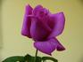 Violaine rose photo